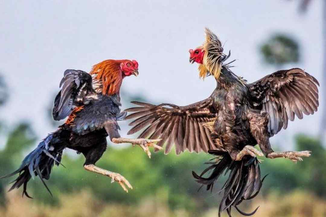 Đá gà Campuchia - Hình thức đá gà phổ biến nhất hiện nay